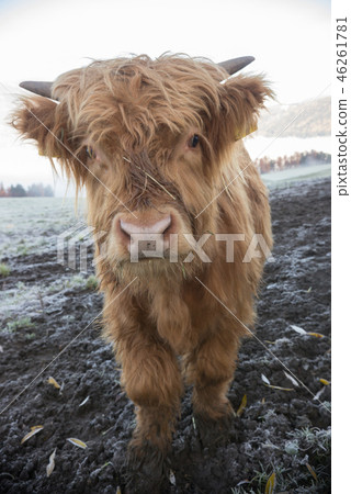 A close up shot of adorable alpine little brown calf 46261781