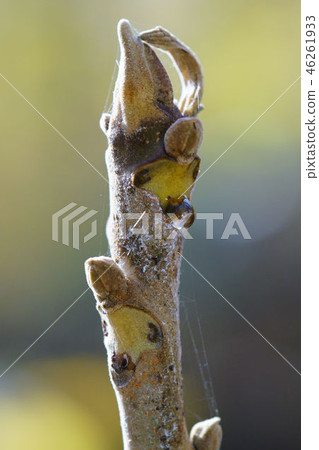 Onigurumi to put out the sap 46261933