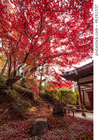 Autumn leaves of the Ebi 46262337