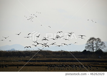 Only Sunchon Bay of romance! 46262820