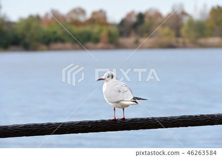 百合海鷗 46263584