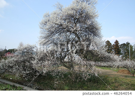Plum forest in Moroyama-machi Plum forest in Moroyama-machi 46264054