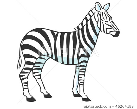 Animal zebra 46264192