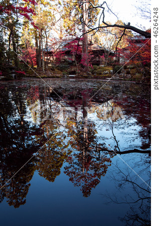 The autumn leaves of Tensenan 46264248
