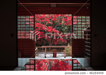 Autumn leaves of Koinin Autumn leaves of Koinin 46264449