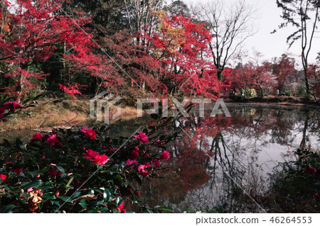 京都植物園的秋葉 京都植物園的秋葉 46264553