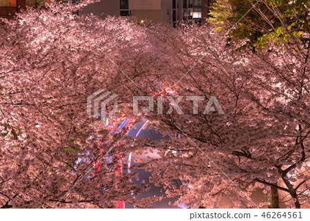 Cherry blossoms in full bloom illuminated [Sakurazaka, Keyakizaka] 46264561