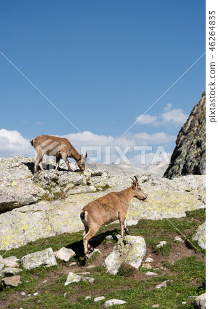 Young female alpine Capra ibex with a cub standing on the high rocks stone in Dombay mountains Young female alpine Capra ibex with a cub standing on the high rocks stone in Dombay mountains 46264835