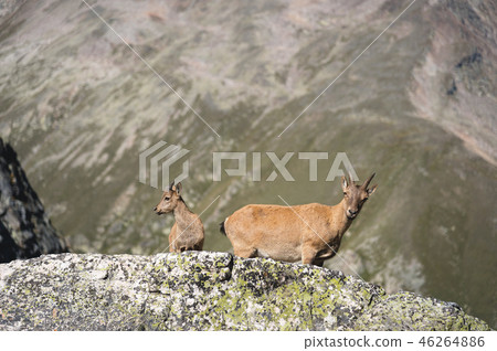 Young female alpine Capra ibex with a cub looking at the camera and standing on the high rocks stone 46264886
