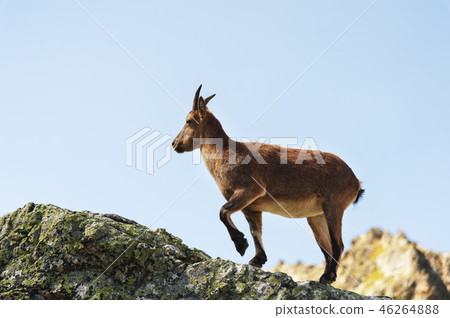 Young female alpine Capra ibex on the high rocks stone in Dombay mountains. North Caucasus. Russia Young female alpine Capra ibex on the high rocks stone in Dombay mountains. North Caucasus. Russia 46264888