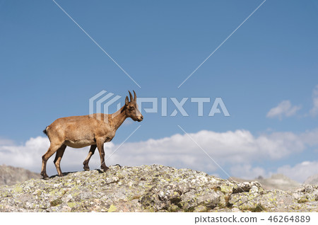 Young female alpine Capra ibex on the high rocks stone in Dombay mountains. North Caucasus. Russia Young female alpine Capra ibex on the high rocks stone in Dombay mountains. North Caucasus. Russia 46264889
