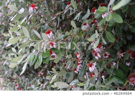 Feijo的語言是“充滿激情地燃燒著心” 46264984