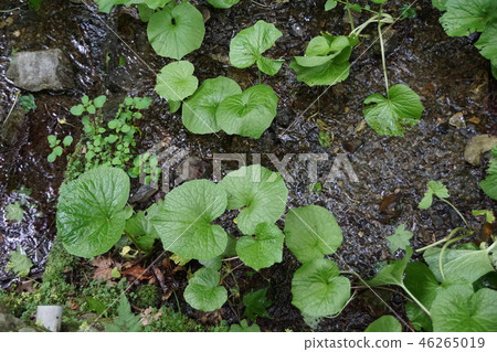 Yamazaki Wasabi field 46265019