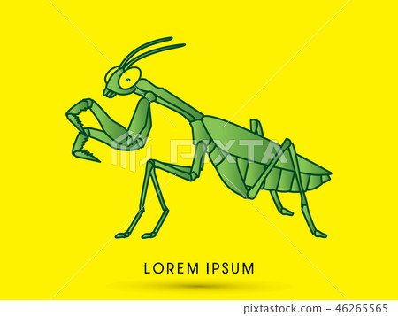 Mantis Mantodea grasshopper graphic vector 46265565