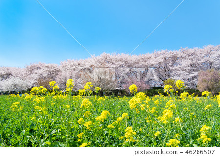 埼玉縣Gongendo Sakurazume櫻花和油菜田 埼玉縣Gongendo Sakurazume櫻花和油菜田 46266507