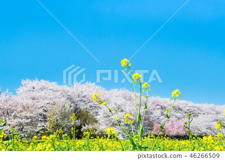 埼玉縣Gongendo Sakurazume櫻花和油菜田 46266509