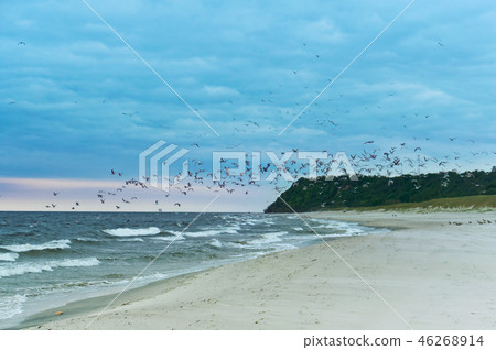 birds on the beach, a flock of birds over the sea 46268914