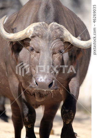非洲水牛 46269035