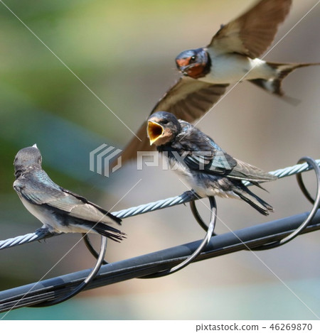 Parent bird bringing bait and swallow nest Parent bird bringing bait and swallow nest 46269870