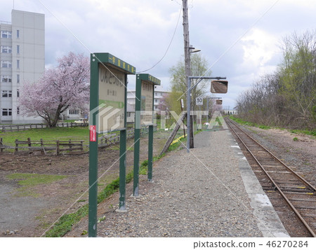 Cherry blossoms in full bloom and Shintotsugawa Station 46270284