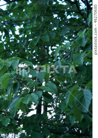 Young fruit of a large back white tree Young fruit of a large back white tree 46270680