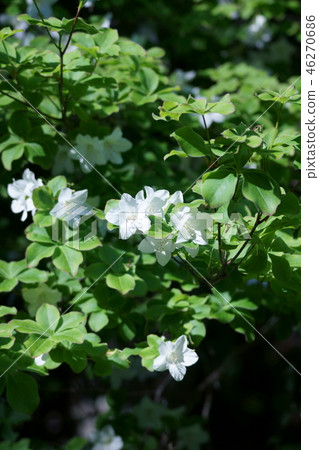 Hakuhachiman Shiroashio花和葉子是可愛的 Hakuhachiman Shiroashio花和葉子是可愛的 46270686