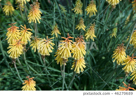 公主Tritma Flower語言“你招待我” 46270689