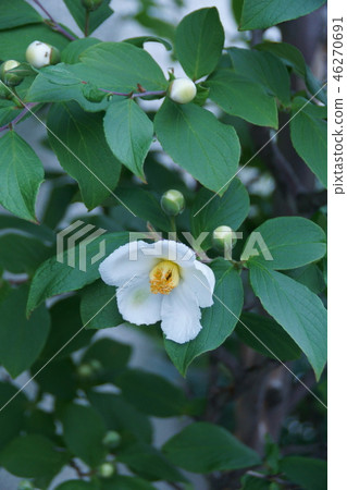Summer camellia nutskubi The flower language is "lovable person" 46270691
