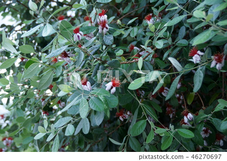 Fejoa是一個“富有成果的生活” Fejoa是一個“富有成果的生活” 46270697