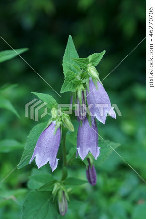 牙線袋hotarubukuro語言是 可愛 照片素材 圖片 圖庫