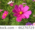 Cosmos 46270729