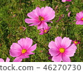 Cosmos 46270730
