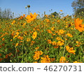 Cosmos 46270731