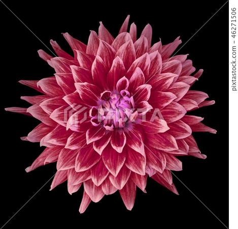 flower cerise (pink) burgundy dahlia isolated flower cerise (pink) burgundy dahlia isolated 46271506