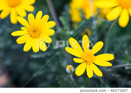 Flower garden medium scarlet small chrysanthemum flower. Flower garden medium scarlet small chrysanthemum flower. 46271607