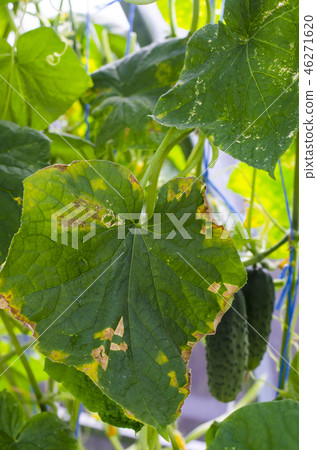 Diseases and pests on the leaves of cucumbers 46271620