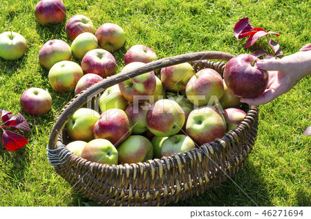 Ripe apples in old vintage wicker basket Ripe apples in old vintage wicker basket 46271694