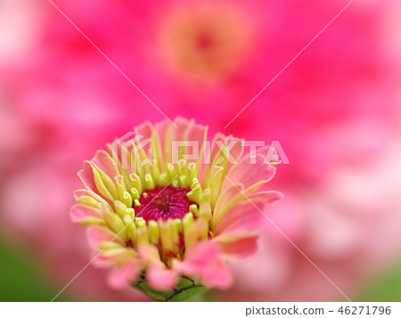 Flower of Hinaki 46271796