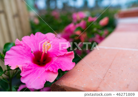 花園中等紅色玫瑰花。 花園中等紅色玫瑰花。 46271809