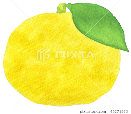 Watercolor hand painted yuzu yuzu 46271923
