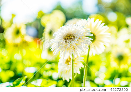 Flower garden medium white chrysanthemum. Flower garden medium white chrysanthemum. 46272200