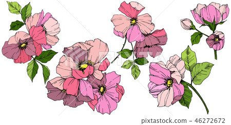 Vector Pink rosa canina. Floral botanical flower. Engraved ink art. Isolated rosa canina Vector Pink rosa canina. Floral botanical flower. Engraved ink art. Isolated rosa canina 46272672
