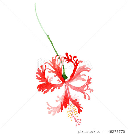 Red hibiscus botanical flower. Watercolor background illustration set. Watercolour drawing fashion 46272770