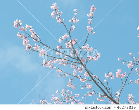 Spring blue sky and cherry blossoms Spring blue sky and cherry blossoms 46272839