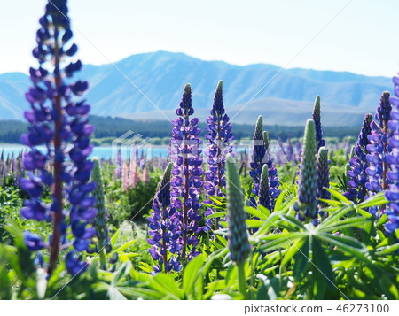 特卡波湖盧平泉 46273100