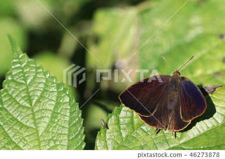Black-and-white swallow male Black-and-white swallow male 46273878