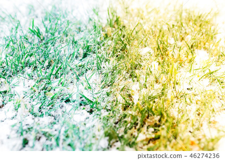 summer vs winter. Green grass covered with snow 46274236