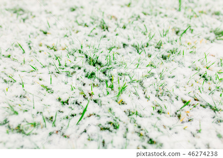 Green grass covered with snow Green grass covered with snow 46274238