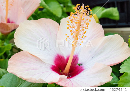 Flower garden medium white mochi flower. Korean national flower. Flower garden medium white mochi flower. Korean national flower. 46274341