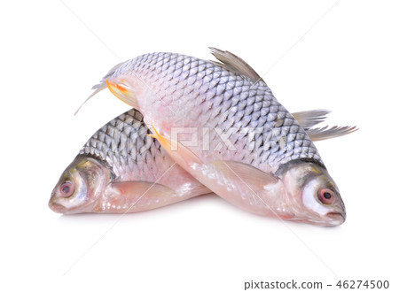 whole round silver barb fish on white background 46274500